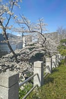 戸定邸と松戸神社の桜
