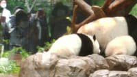 パンダ母子の見学　上野動物園