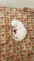 黒猫が真っ白な赤ちゃんを産んだ！