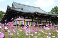 霊山寺の薔薇懐石と般若寺日本最古のコスモス(主催者しまちゃん)