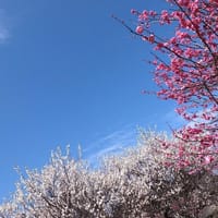 千葉市昭和の森公園の紅梅、白梅を楽しむウォーキング