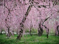 （雨天のため中止します）城南宮のしだれ梅と椿、日本庭園