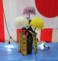 第３７回日本菊花全国大会『切花・ダルマの部』（２０２０年１１月６日）