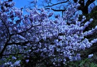 神奈川県立大船フラワーセンター ”日比谷花壇大船フラワーセンター”　🌸　春を呼ぶ早咲き「春めき桜」、見頃に　🌸