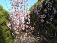 梅が散り、桜・水仙が咲きました