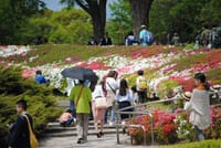無料開園の昭和記念公園(４／２９)