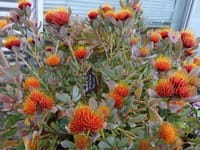 南国系の花　（その１）リューコスペルマム　カリプソオレンジ 