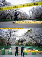 画像シリーズ70「Covid-19拡散の影響、桜の公園訪問者は閑散の極み」”Imbas Wabah Covid-19, Taman Bunga Sakura Sepi Pengunjung”