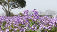 和泉リサイクル環境公園のムラサキハナナ・紫花菜（２０２０年３月２６日）