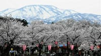 　🌸　人気の高い「桜の名所」ランキング　🌸