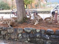 奈良の鹿（自然の姿）