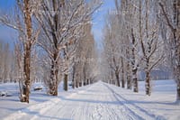 「北海道の冬景色の写真」