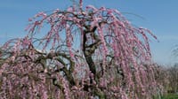 和泉リサイクル環境公園の梅の花（２０２３年３月９日）LUMIX DC S5