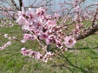 スモモ・桜・桃の花🌸