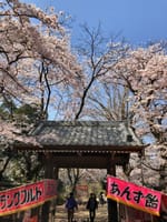 滝不動尊、桜散策で京都や奈良に行った気分！とTV番組あれこれ