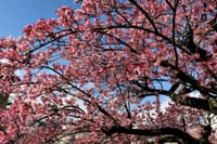 熱海市内 糸川沿いの熱海桜とメジロ 2024-2-8