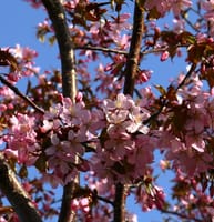 暖かくなるのが遅い北海道の4月も今は桜が咲いています。