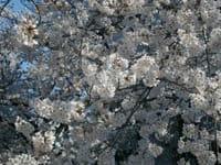 大阪の桜花見～おおさか観光ウオーク～最高級レストランフルコース