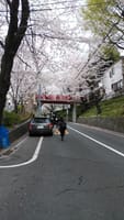 【集合時間を11時とします】恒例　洗足池桜坂桜見　ウォーキング＆ランチ