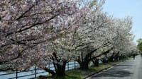 浜寺公園の桜　泉北臨海緑地側（２０２２年４月１日）LUMIX DC S5