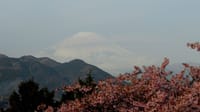 松田山の河津桜と湯河原の梅林