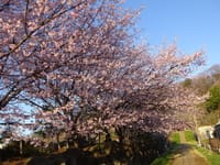 早咲き桜 