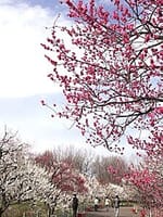 もうすぐ春ですね。府中市郷土の森の梅祭りに行きませんか？