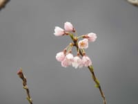 1087＞桜が、間に合うか～～～～居酒屋「ほの字」