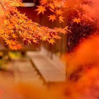 「紅葉シリーズ第４弾」　京風庭園「○○寺」の見事な紅葉と筑波山紅葉ドライブ、みかん狩りも楽しもう
