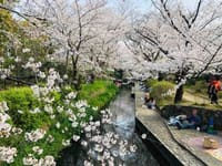 「二ケ領用水の桜見物 ＆ 緑ヶ丘霊園の桜」