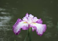 写真３枚は、肥後細川庭園の菖蒲、ネジバナ、中国大使館前の紫陽花と六本木ヒルズ