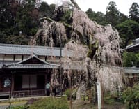 お寺と枝垂れ桜