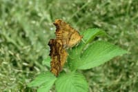 今年出会った🦋蝶たち ⑬ キタテハの求愛