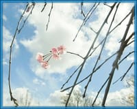 日本の想い出　　枝垂れ桜