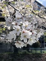 散り始めの桜を楽しめました。 【御用水跡街園の桜並木】2024年4月10日(水)