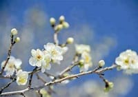 北鎌倉で早春の花のフォト散歩