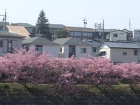 21年　葵桜観桜会実施　強風の中で可成りの花見の人も　皆さん自粛中