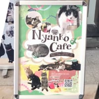 大正区の保護猫カフェ＋沖縄料理店でお食事会(昼飲みOK)😸