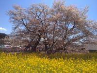 1本桜を見に行く　静岡県・狩宿の下馬桜