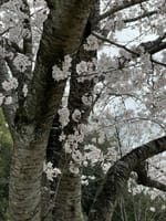 じゅんのすけ🐶と桜見物🌸