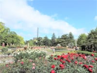 鶴舞公園　広い公園は「バラの花」の独壇場✊✊