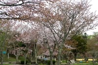 今シーズン最後の桜まつりは北海道で