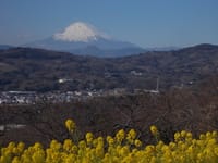 二宮の春；吾妻山公園の菜の花と富士山の眺望