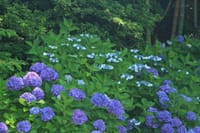 写真２枚は、紫陽花と菖蒲