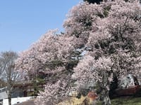 多賀城桜(エドヒガンザクラ）が綺麗です。