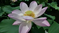 白鷺公園の蓮の花（２０２２年７月１３日）LUMIX DC S5