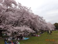 ＜延期実施版＞ 小金井公園の桜 ＆ 狭山・境緑道の桜並木