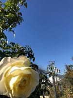 晴天の京成バラ園、白薔薇、１１２２羽生結弦くん