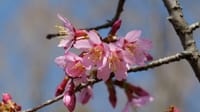 大仙公園の早咲きの桜（２０２３年３月６日）LUMIX DC S5