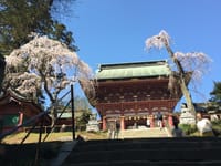 塩竈神社の境内の桜は満開です！